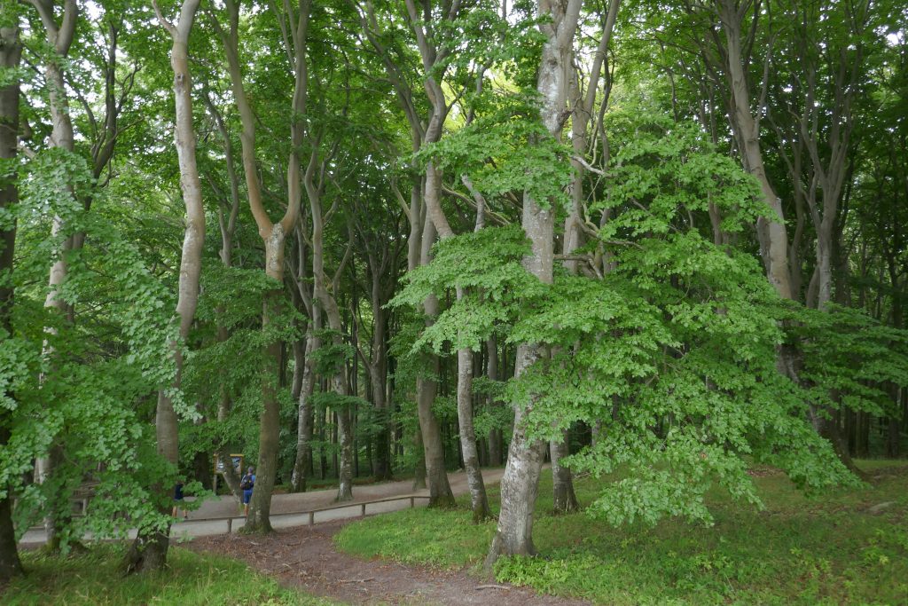 Panorama eines Waldes mit vielen hohen Bäumen.