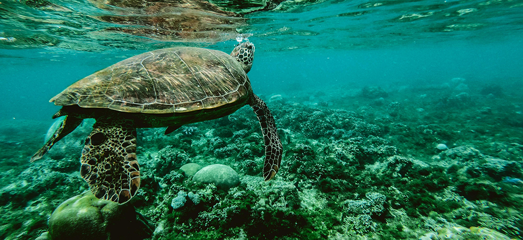 Eine Schildkröte schwimmt im Meer